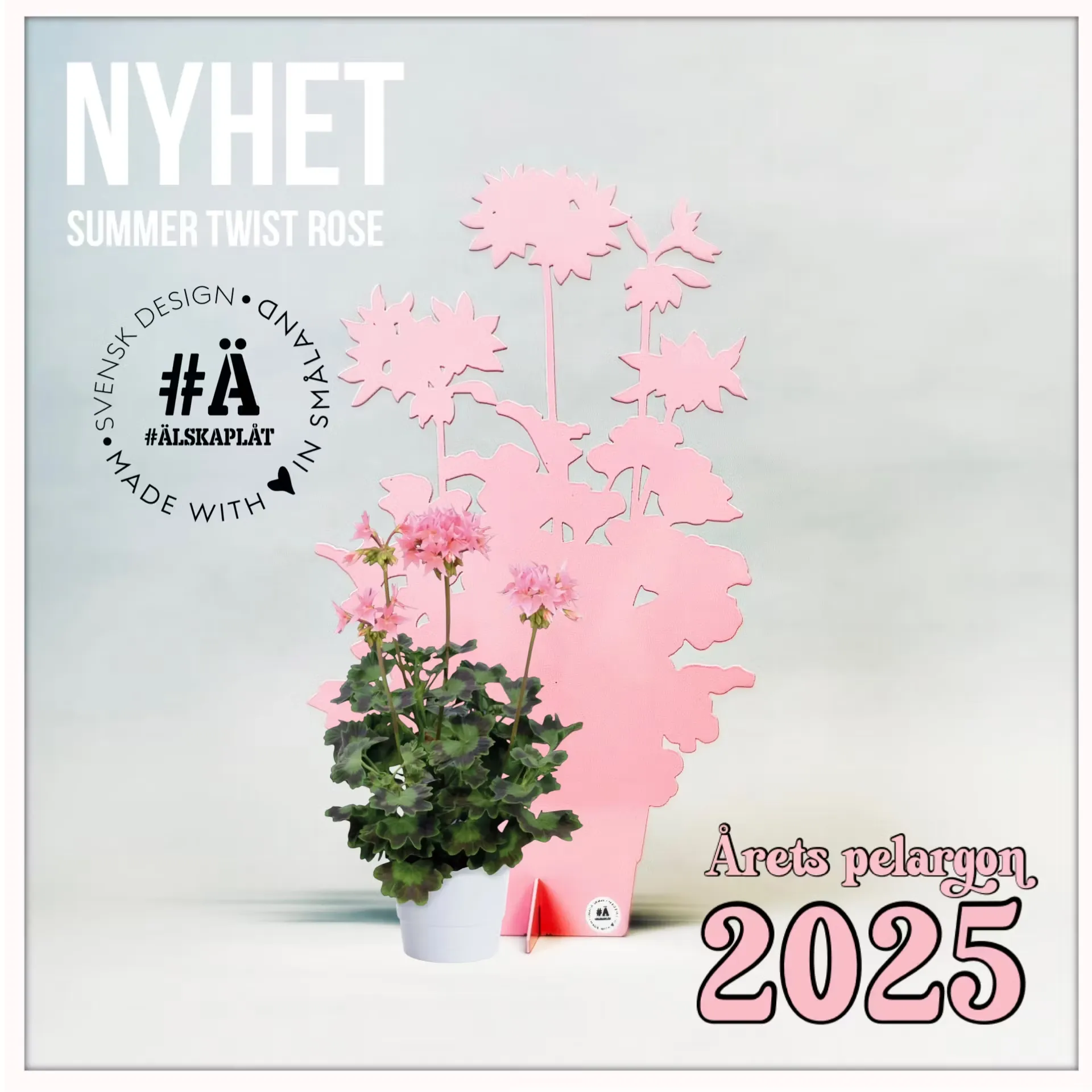 Årets Pelargon 2025 - Summer Twist Rose